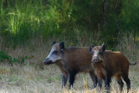 Wild boar