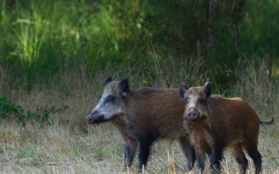 Wild boar